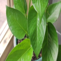 衛(wèi)生間放哪些植物旺財(cái) 提升財(cái)運(yùn)的六種衛(wèi)生間風(fēng)水植物