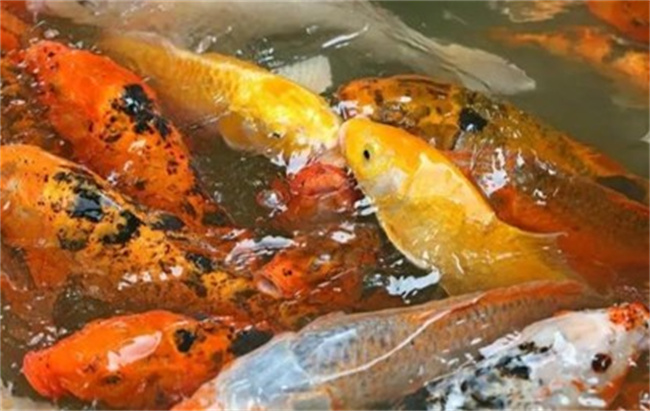 錦鯉怎么養(yǎng)，風(fēng)水寓意是什么