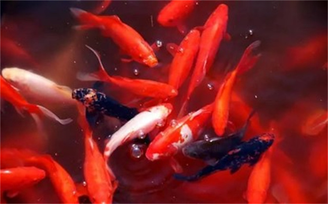 錦鯉怎么養(yǎng)，風(fēng)水寓意是什么