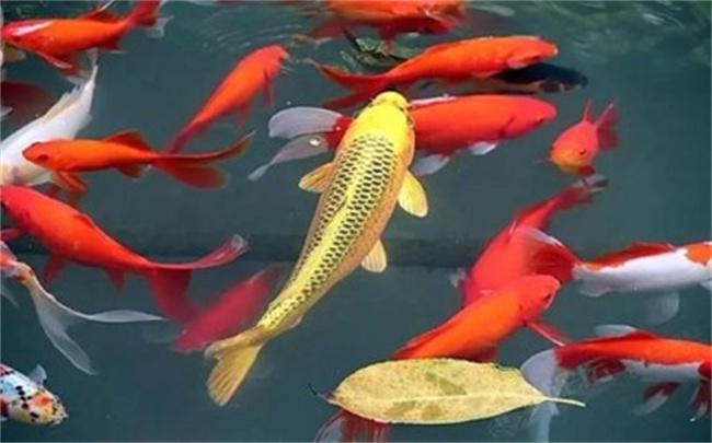 錦鯉怎么養(yǎng)，風(fēng)水寓意是什么