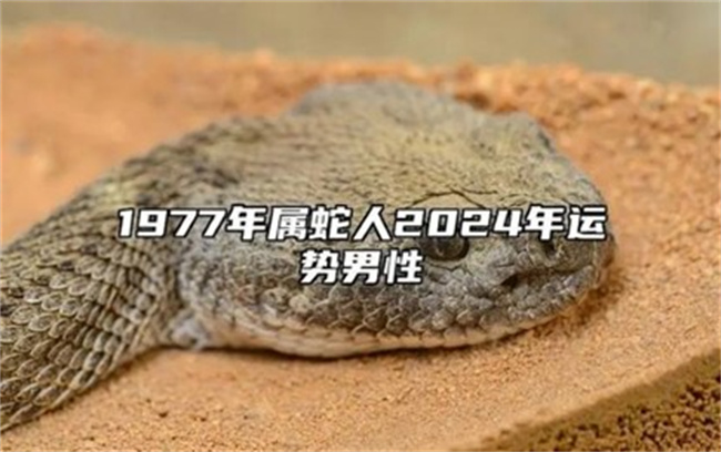 屬蛇今年整體運(yùn)勢(shì)如何，上半年每個(gè)月的運(yùn)勢(shì)怎么樣