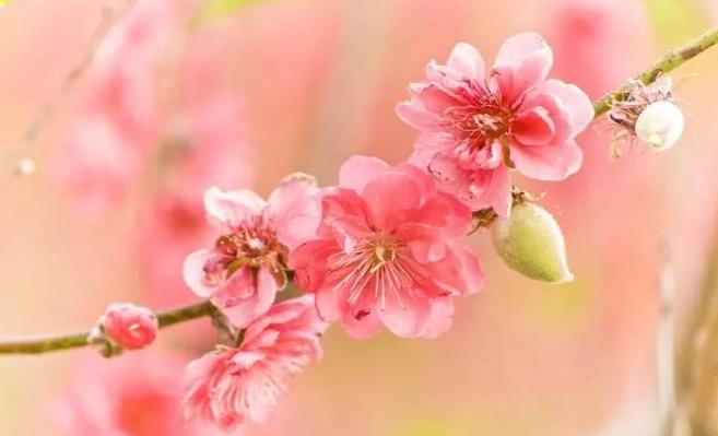 2024愛情運(yùn)好的生肖有哪些（2024年哪幾個屬相愛情運(yùn)最好）