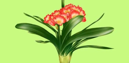 室內養(yǎng)什么花最好 室內十大吉祥花