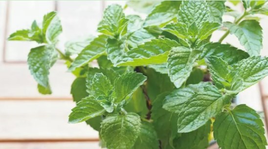 衛(wèi)生間放哪些植物旺財 提升財運的六種衛(wèi)生間風水植物