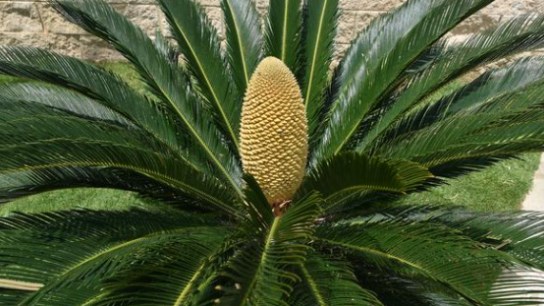 衛(wèi)生間放哪些植物旺財 提升財運的六種衛(wèi)生間風水植物