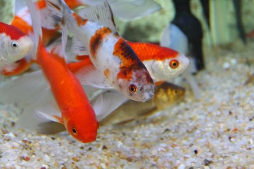 今天為你們講解，做夢(mèng)夢(mèng)到魚(yú)是什么意思？