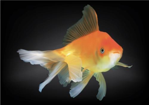 今天為你們講解，做夢(mèng)夢(mèng)到魚(yú)是什么意思？