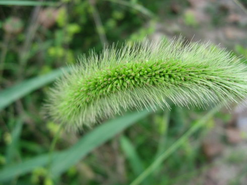 十二生肖，各有各的“幸運花”，愛花的人別養(yǎng)錯了