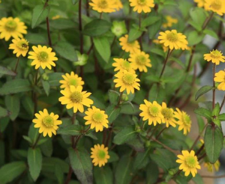 十二生肖，各有各的“幸運花”，愛花的人別養(yǎng)錯了