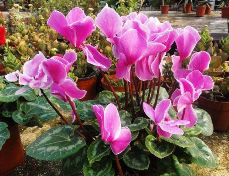 十二生肖，各有各的“幸運花”，愛花的人別養(yǎng)錯了