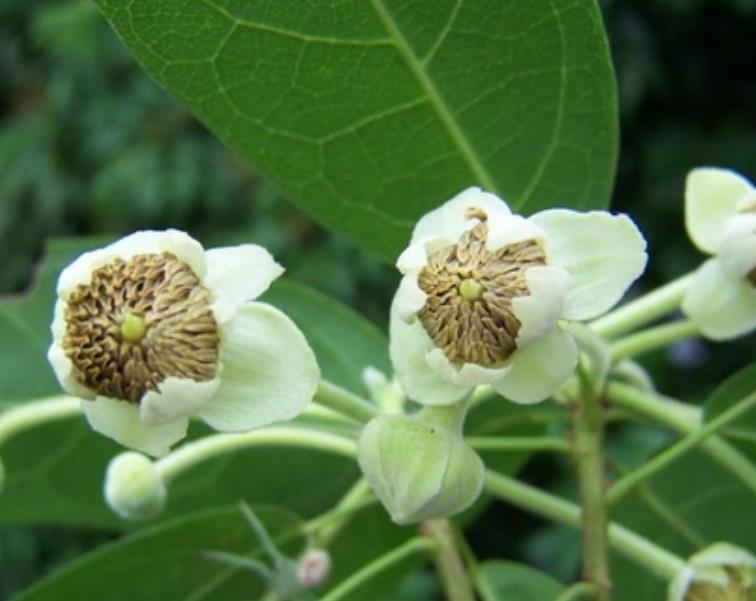 十二生肖，各有各的“幸運花”，愛花的人別養(yǎng)錯了
