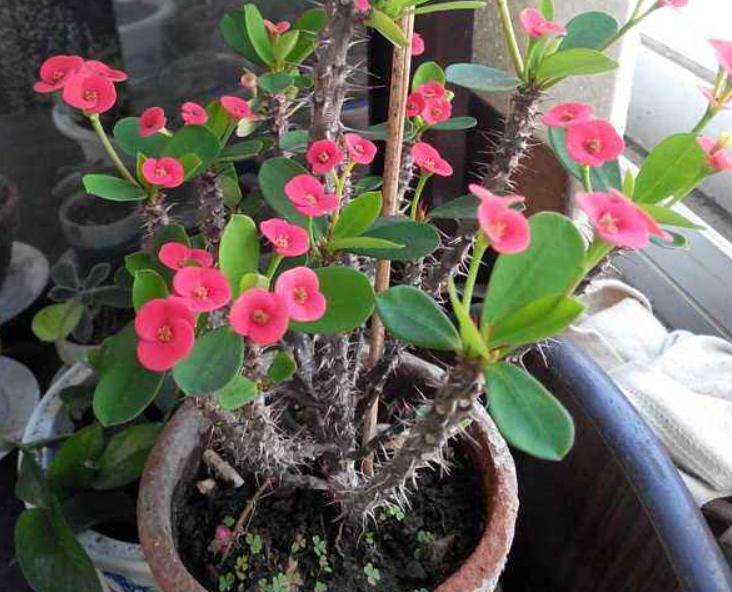 十二生肖，各有各的“幸運花”，愛花的人別養(yǎng)錯了